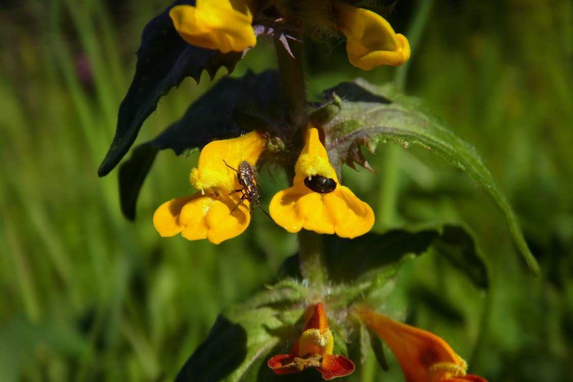 Image of Melampyrum nemorosum specimen.