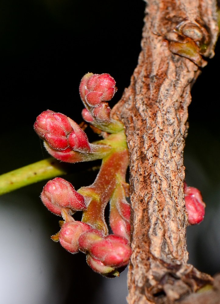 Image of Schotia brachypetala specimen.