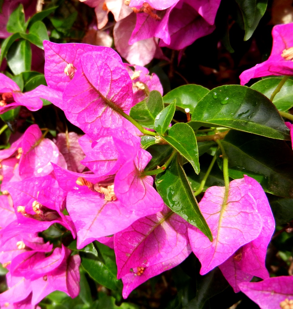 Изображение особи род Bougainvillea.