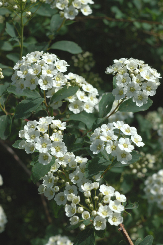 Image of Spiraea &times; vanhouttei specimen.