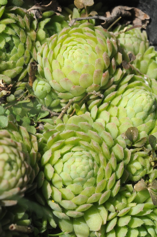 Image of Prometheum chrysanthum specimen.