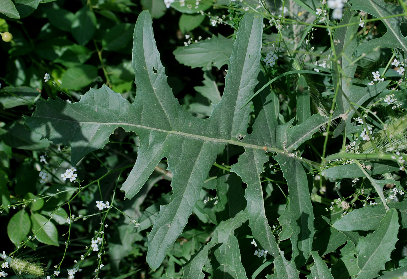 Image of Crambe orientalis specimen.