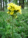 Crepis praemorsa. Соцветия. Украина, Киевская обл., Киево-Святошинский р-н, лесной заказник \"Жуков хутор\", дубовый лес. 29.05.2015.