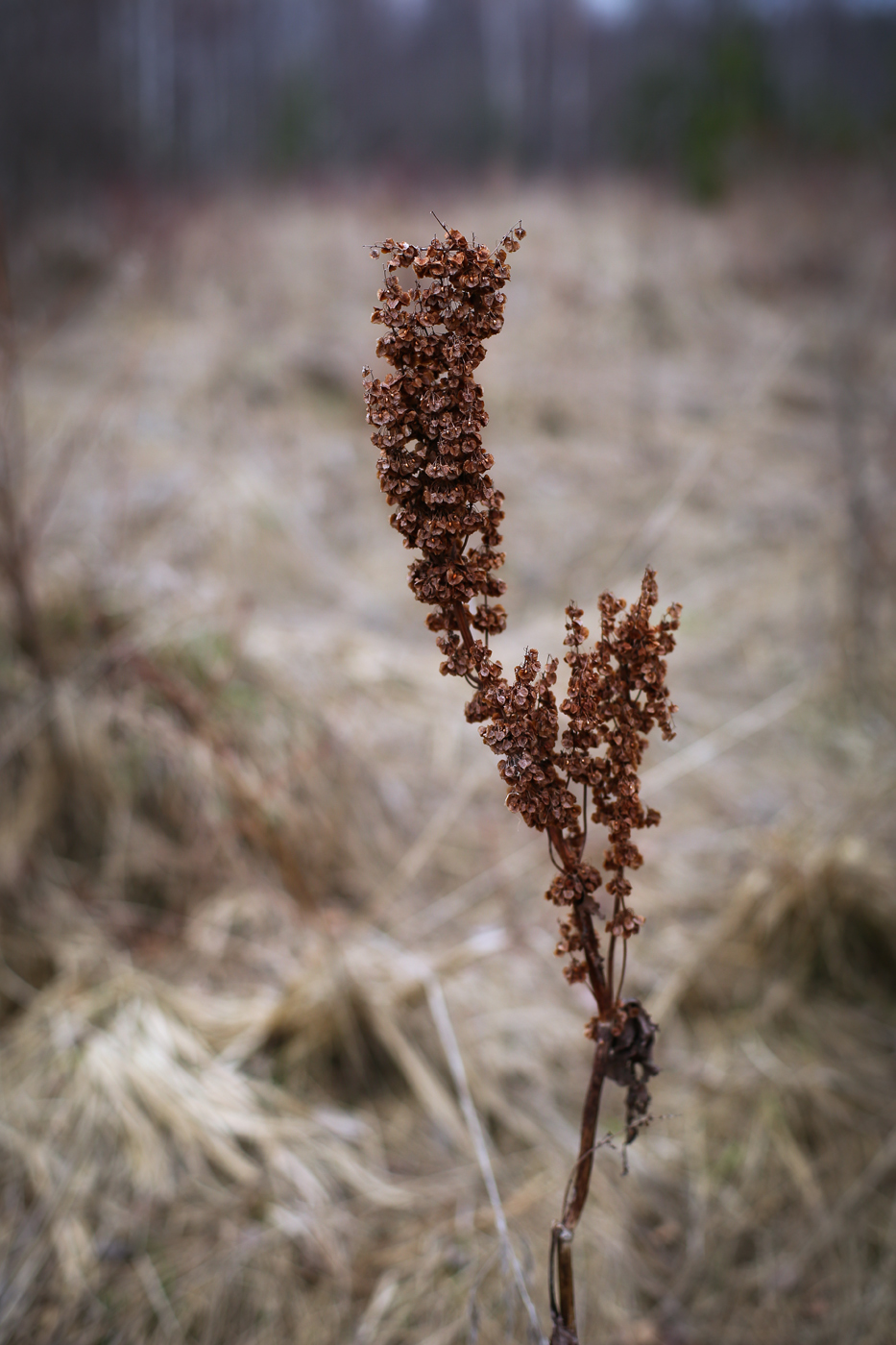 Image of Rumex confertus specimen.