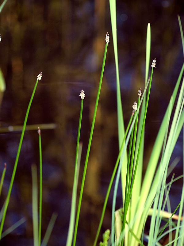 Изображение особи Eleocharis palustris.