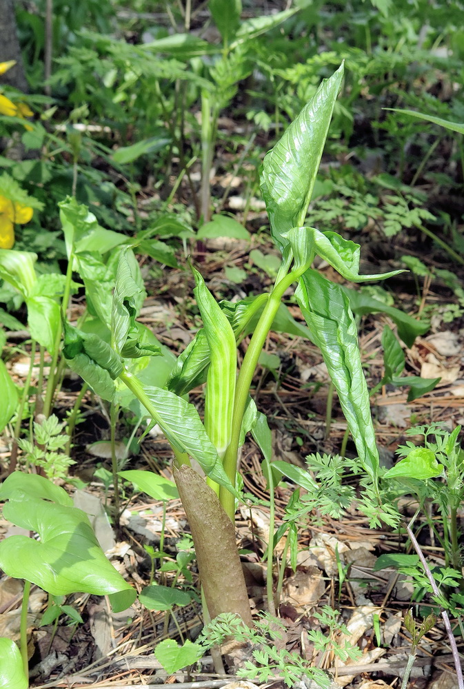 Изображение особи Arisaema robustum.