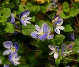 Veronica filiformis