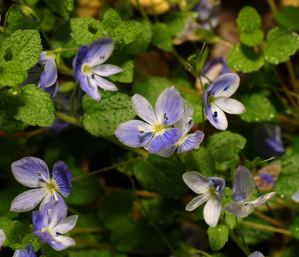 Изображение особи Veronica filiformis.