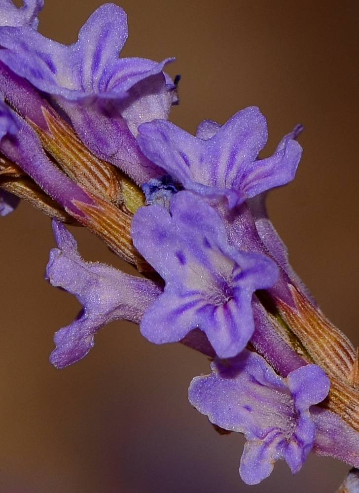 Image of Lavandula coronopifolia specimen.