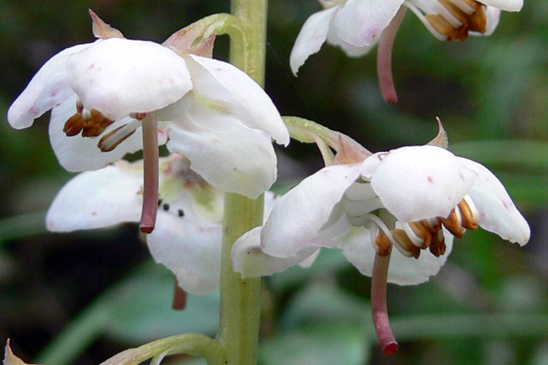 Image of Pyrola rotundifolia specimen.