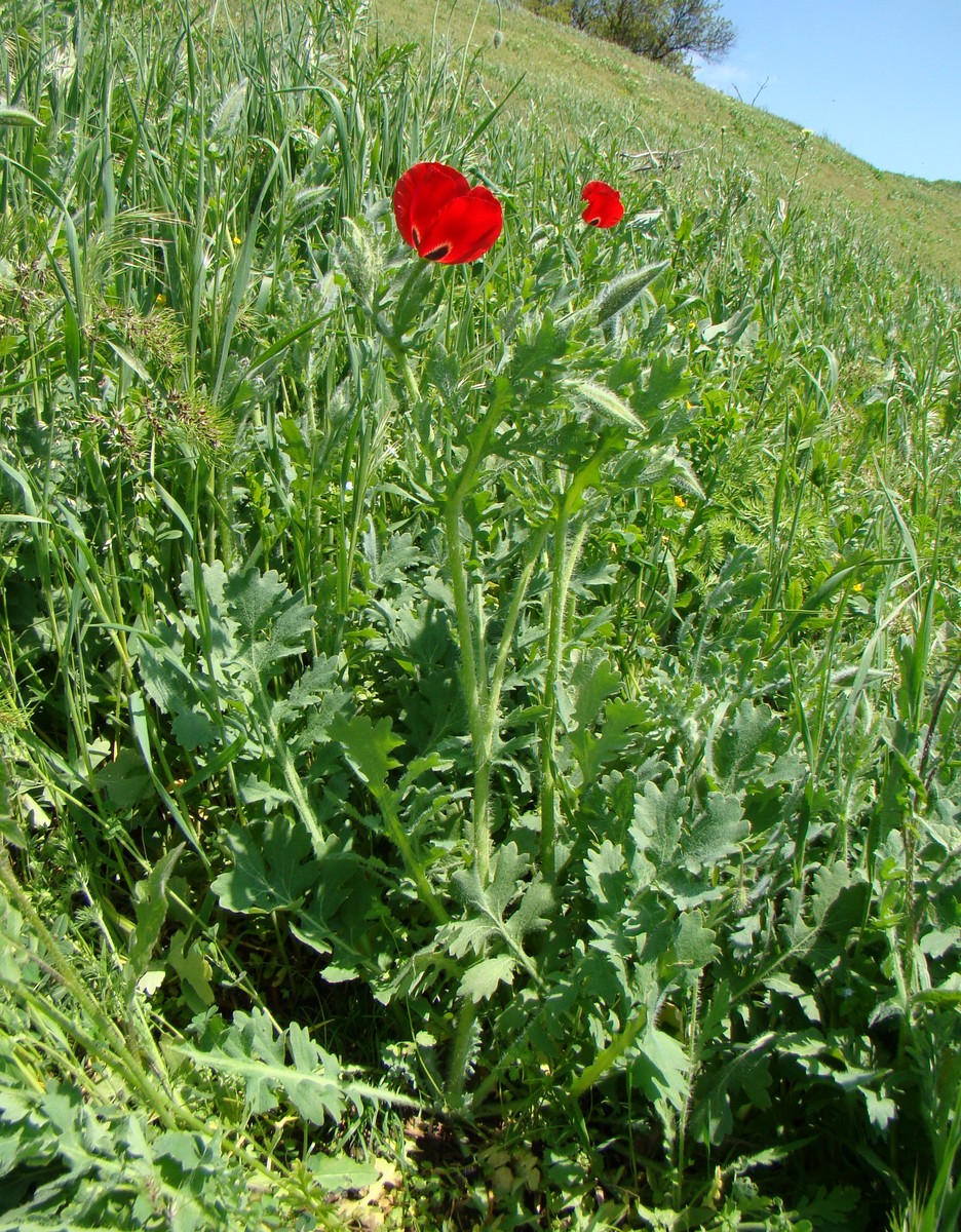 Image of Glaucium corniculatum specimen.