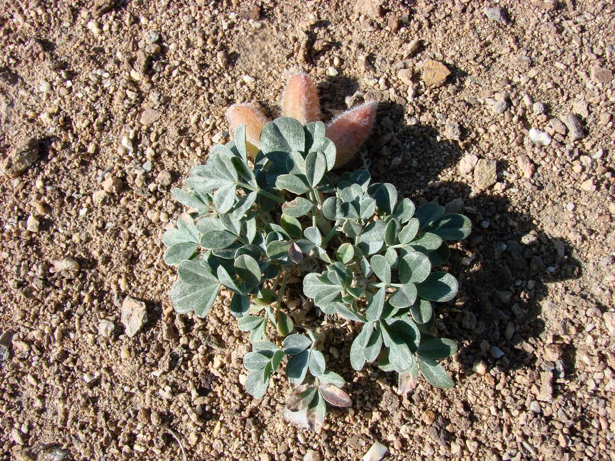 Image of Astragalus subbijugus specimen.