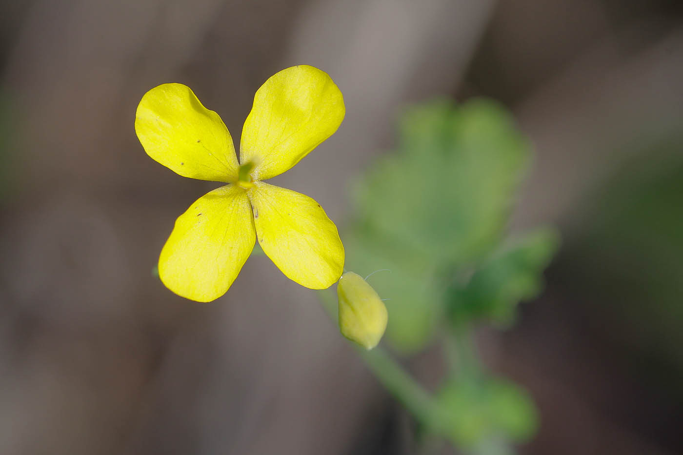 Image of Chelidonium majus specimen.