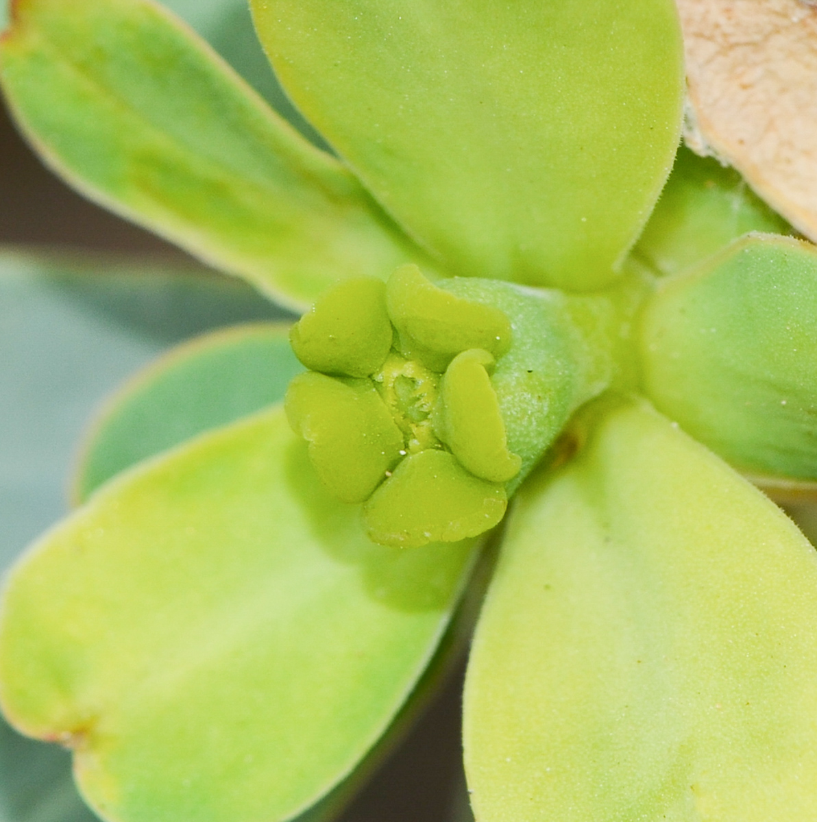 Image of Euphorbia balsamifera specimen.