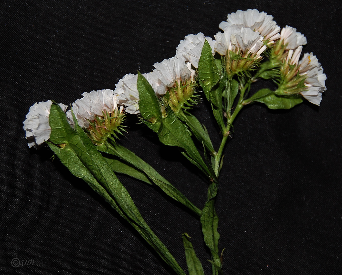 Image of Limonium sinuatum specimen.