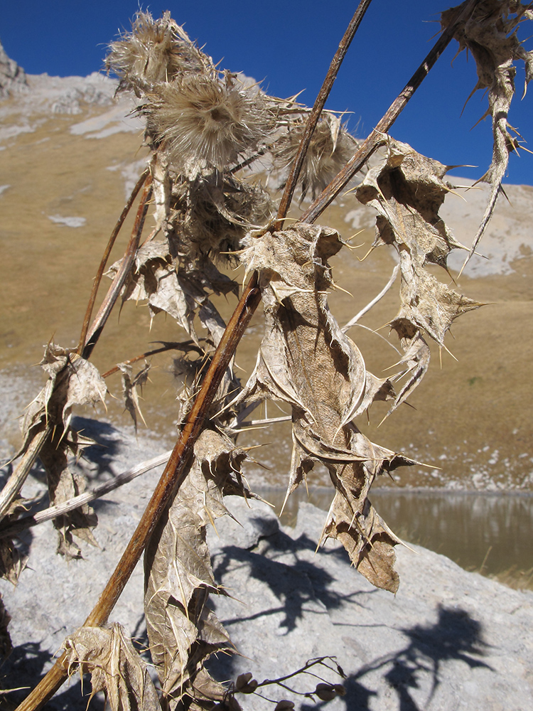 Image of Cirsium pugnax specimen.