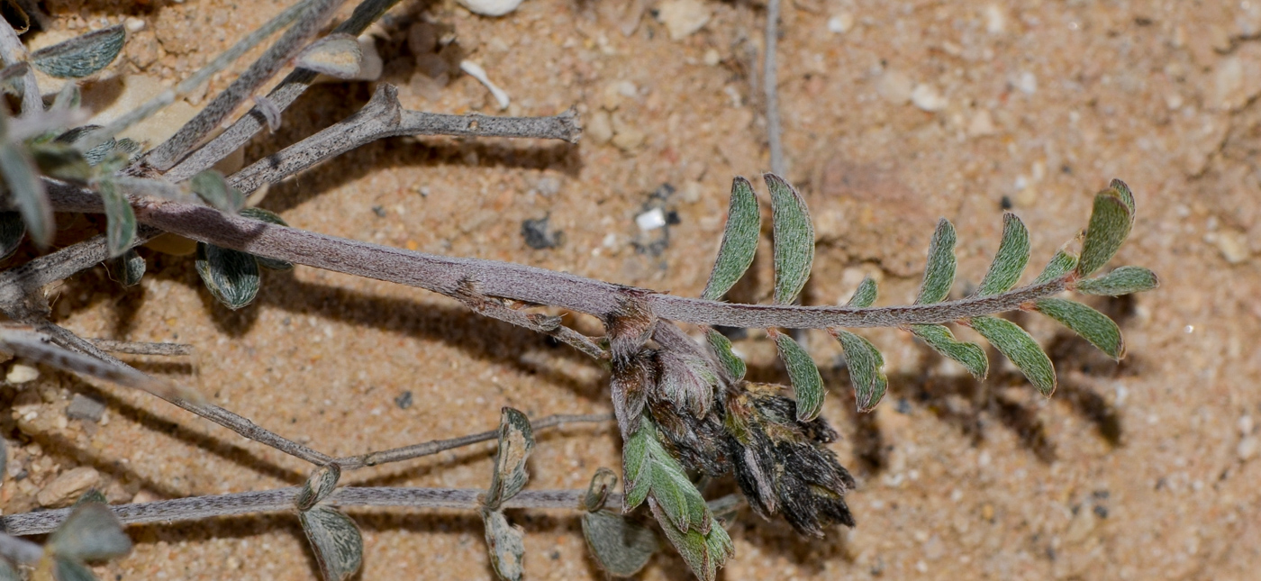 Image of Astragalus sanctus specimen.