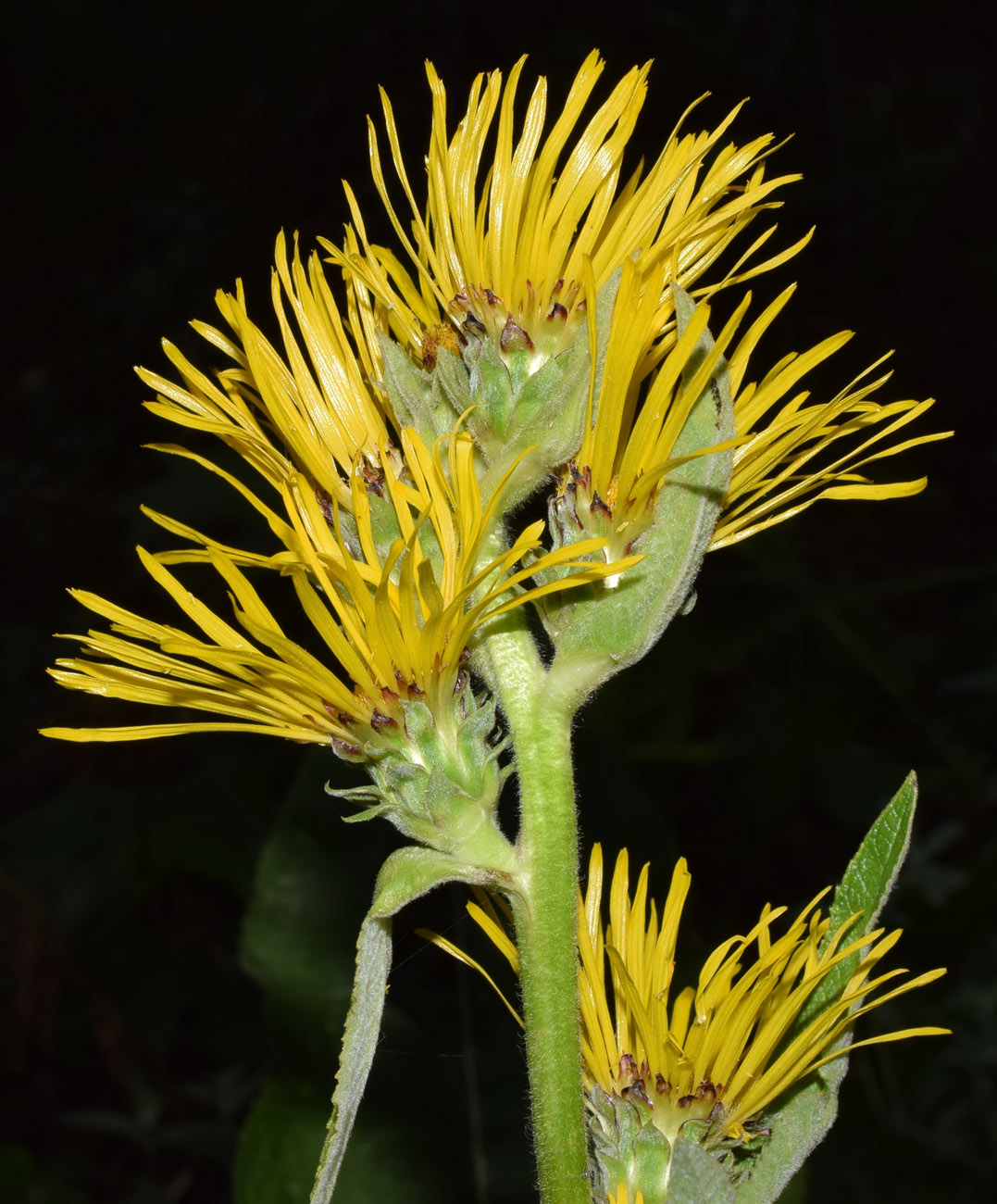 Изображение особи Inula racemosa.