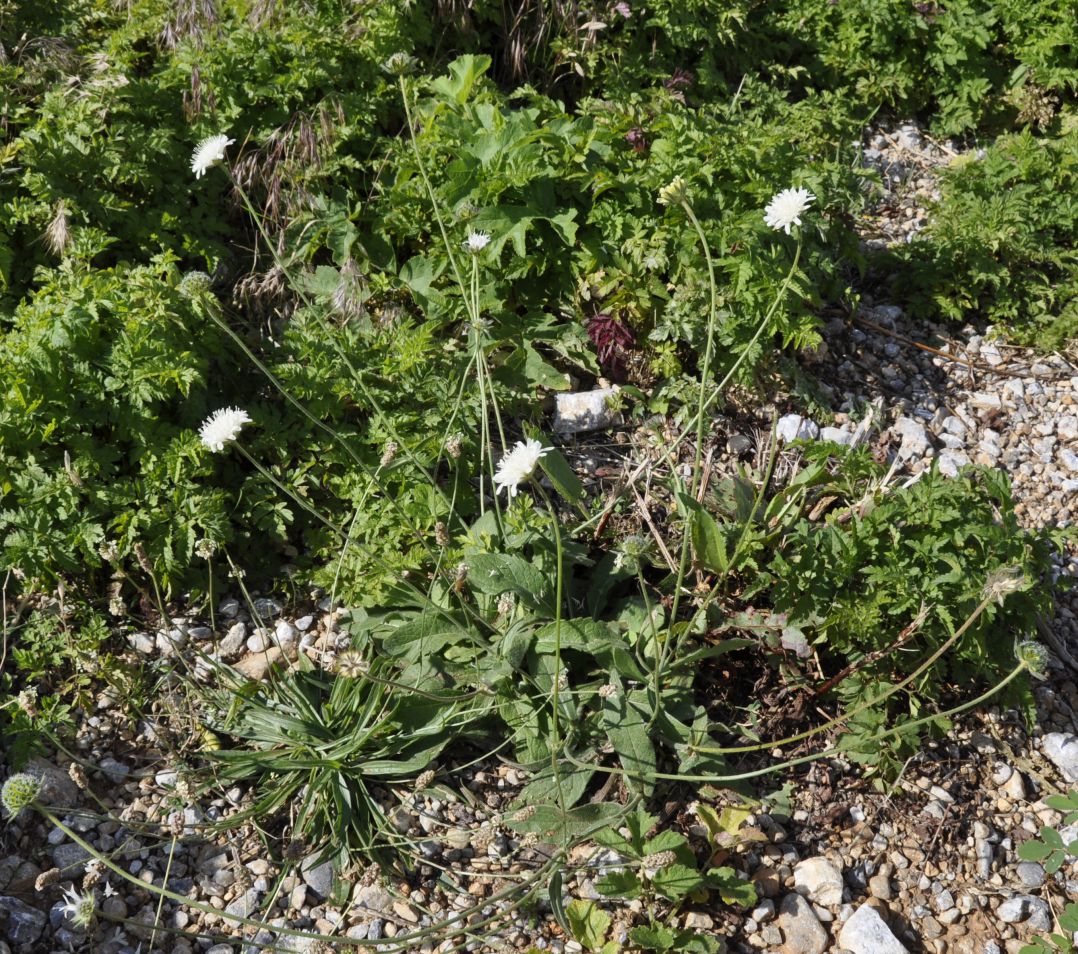 Image of Knautia ambigua specimen.