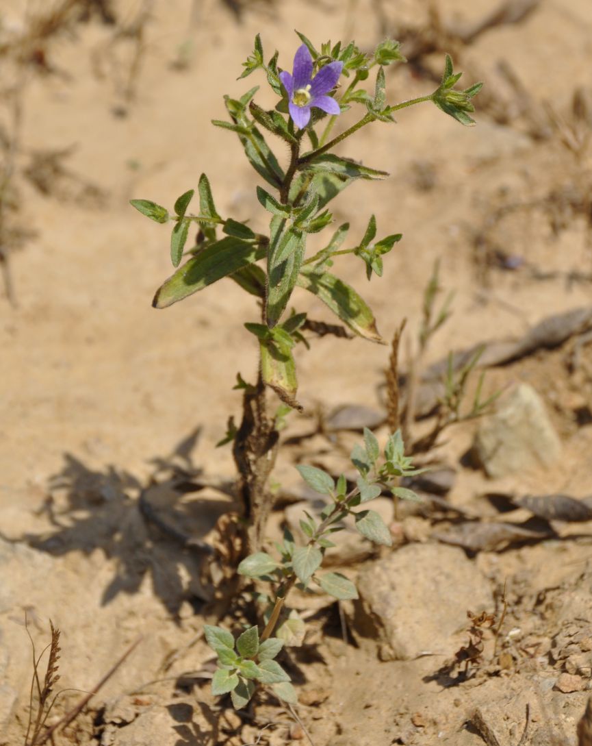 Image of Campanula scutellata specimen.