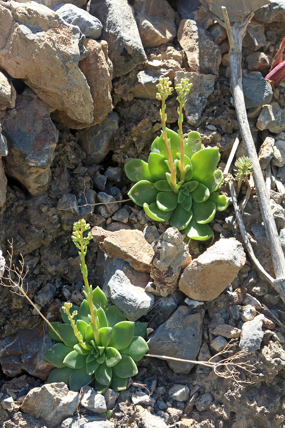 Изображение особи Rosularia glabra.