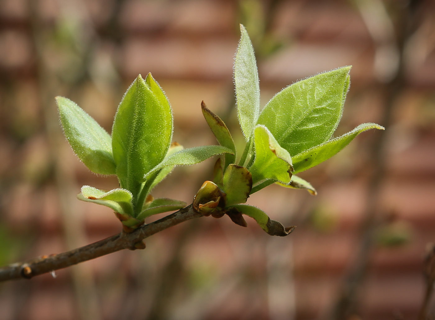 Изображение особи Syringa vulgaris.