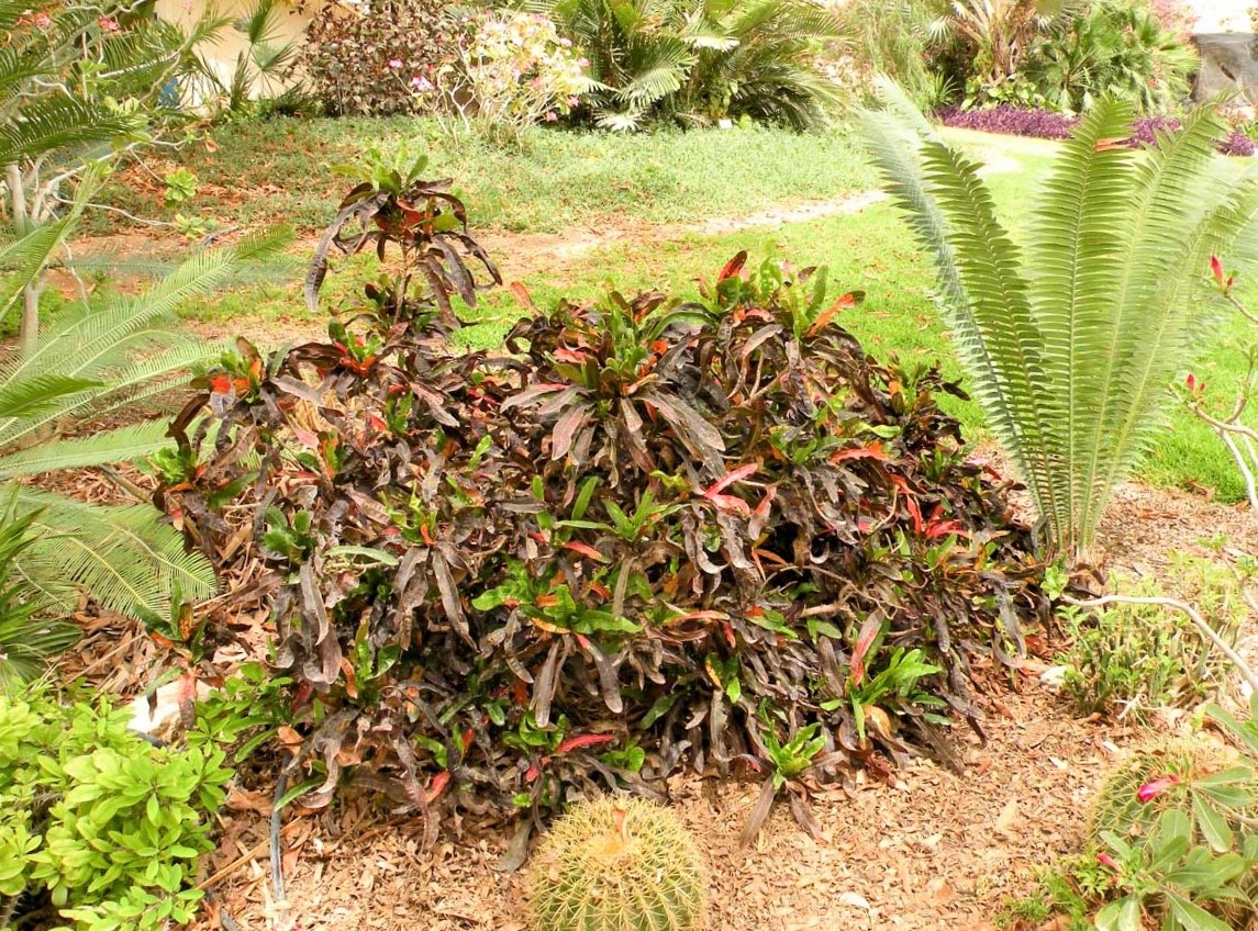 Image of Codiaeum variegatum specimen.