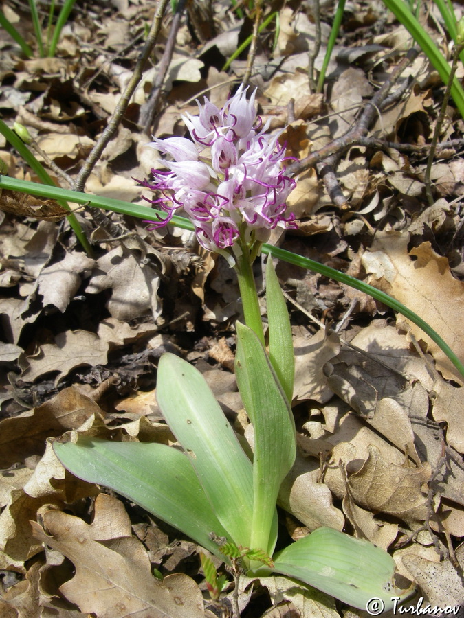 Image of Orchis simia specimen.