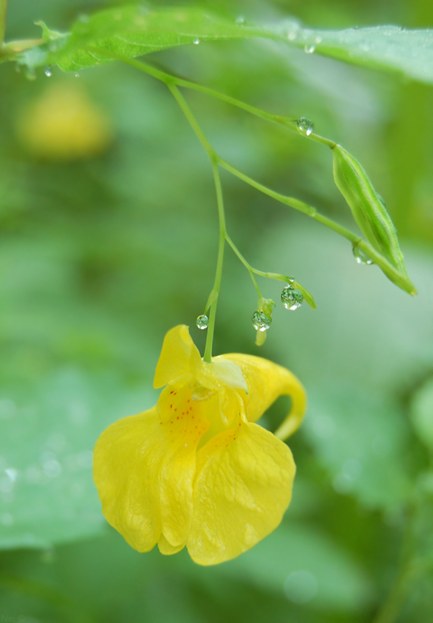 Изображение особи Impatiens noli-tangere.