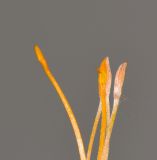 Banksia ashbyi. Верхушка цветка. Израиль, Иудейские горы, г. Иерусалим, ботанический сад университета. 15.05.2017.