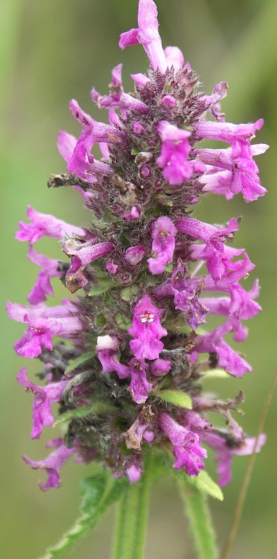 Image of Betonica officinalis specimen.