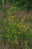 Crepis tectorum. Цветущее растение. Ленинградская обл., Всеволожский р-н, окр. дер. Лаппелово, очищенная от деревьев полоса между ж.-д. путями и смешанным лесом. 30.07.2017.