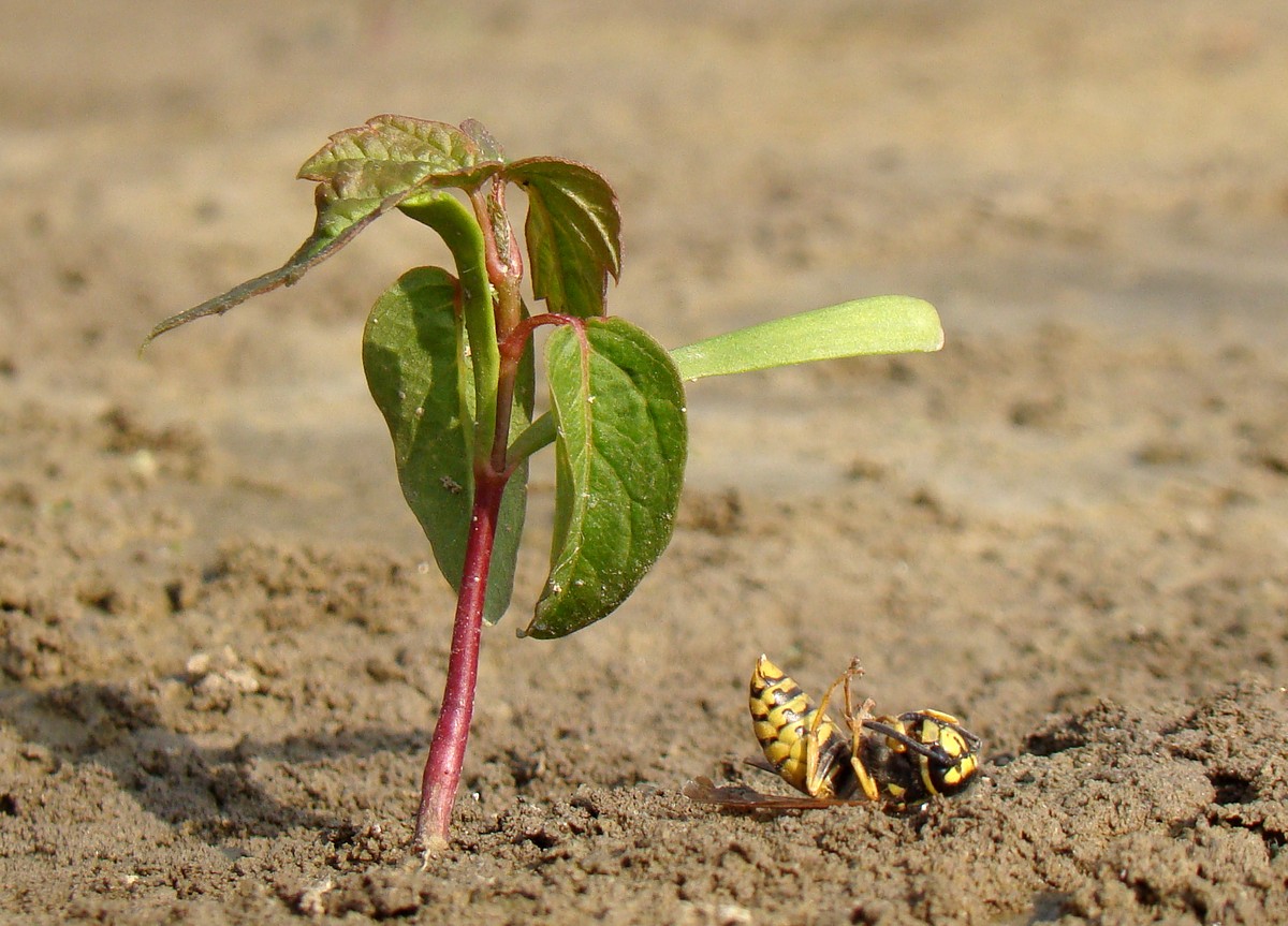 Image of Acer negundo specimen.