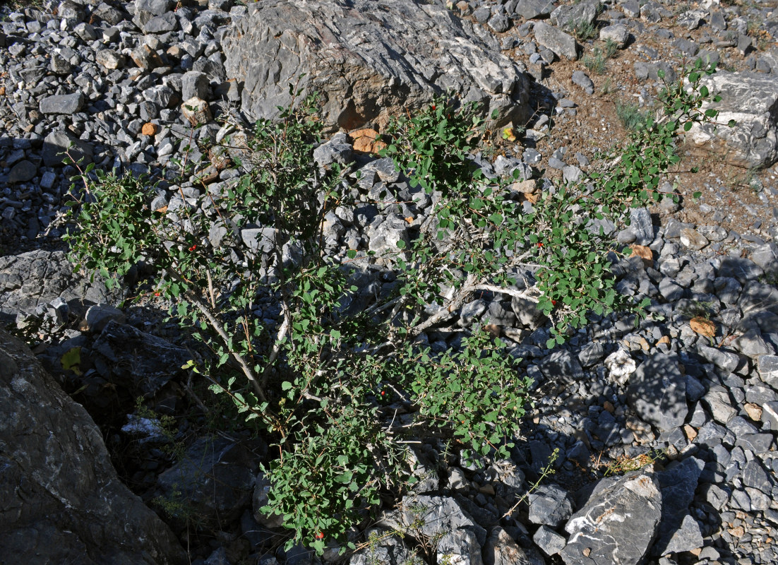 Image of Lonicera altmannii specimen.