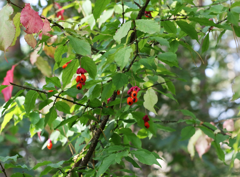 Image of Euonymus verrucosus specimen.