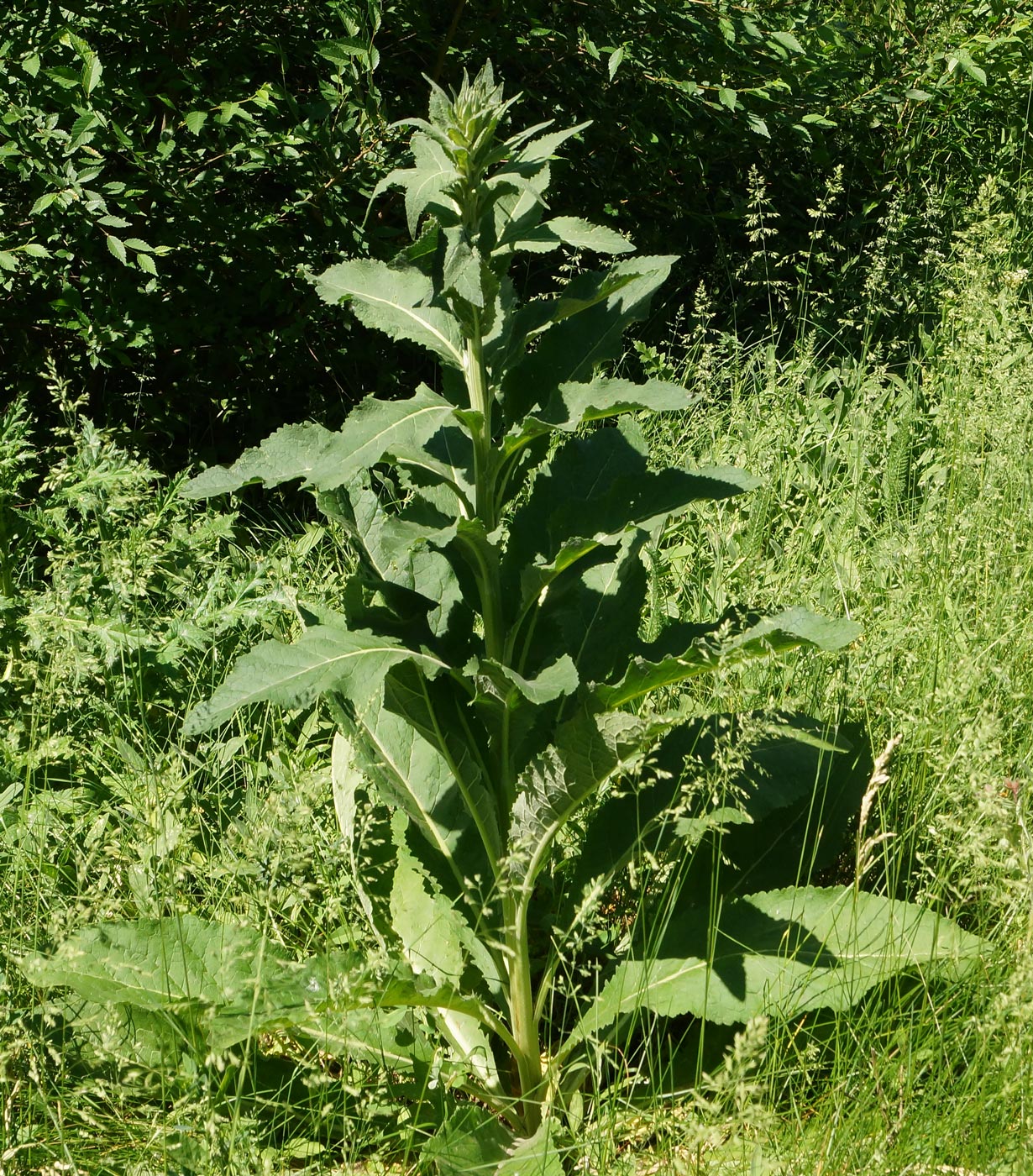 Image of Verbascum lychnitis specimen.