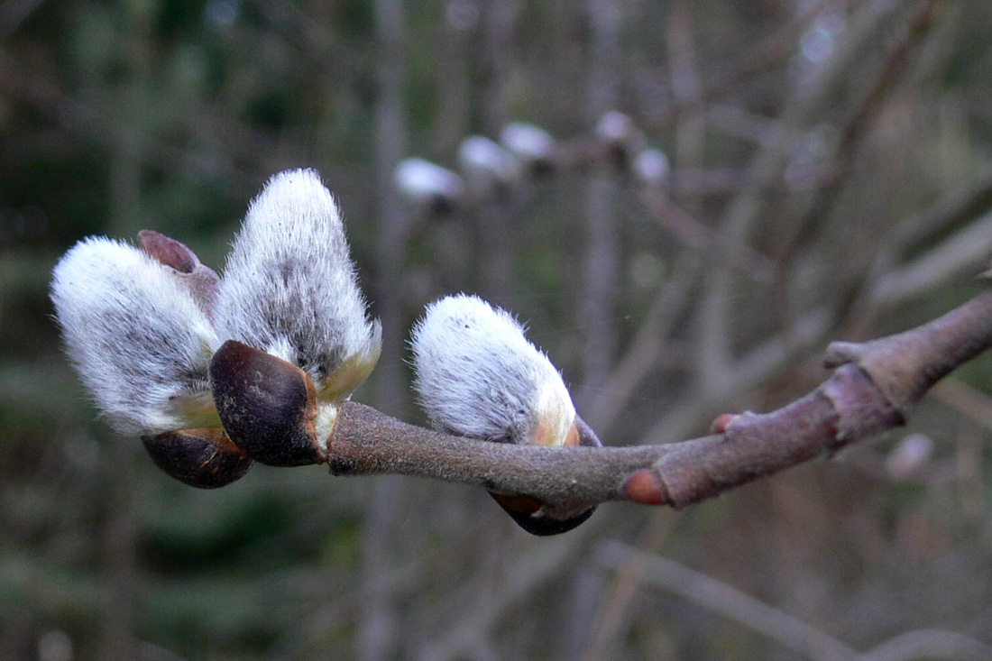 Image of Salix caprea specimen.