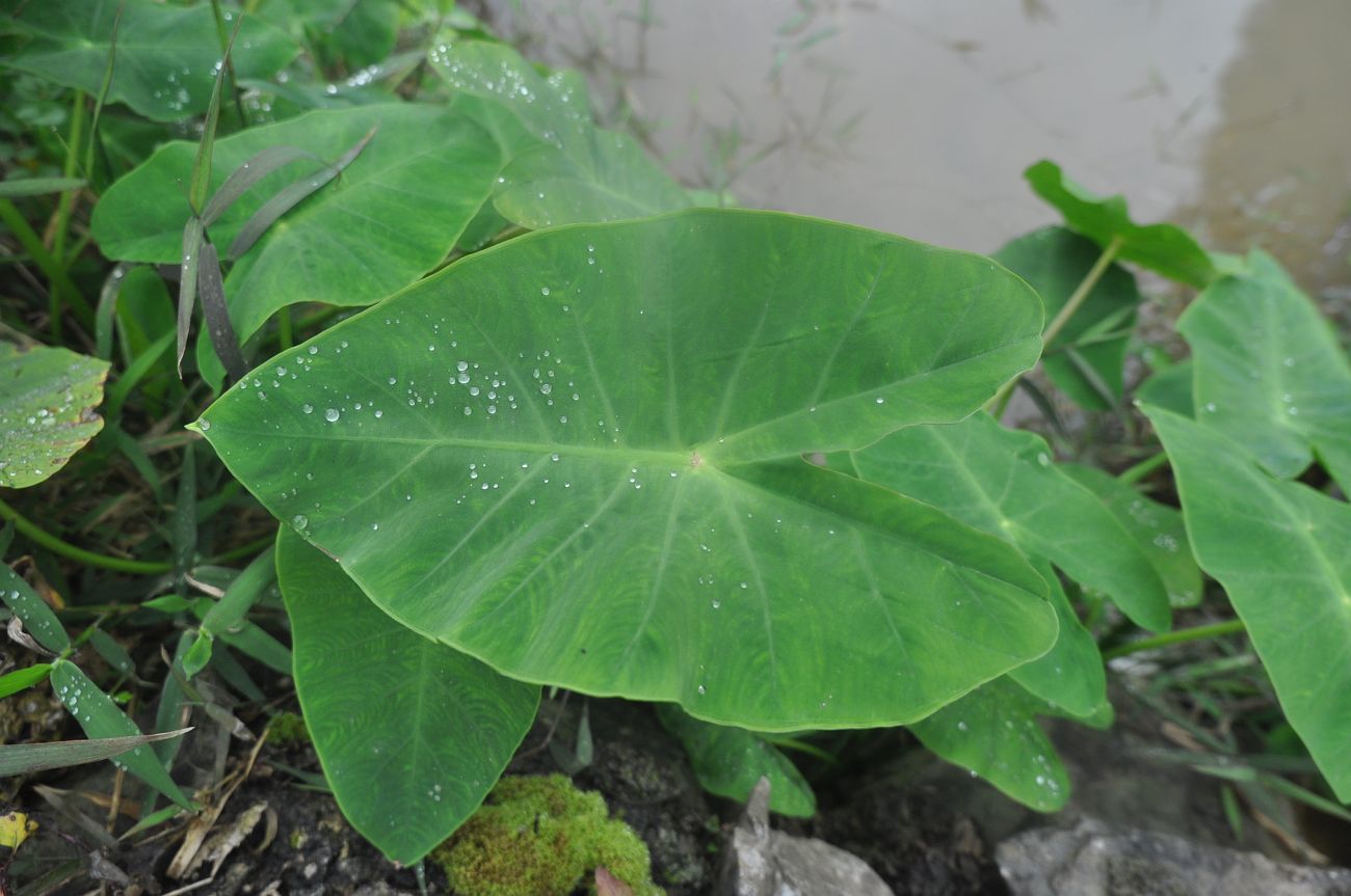 Изображение особи Colocasia esculenta.