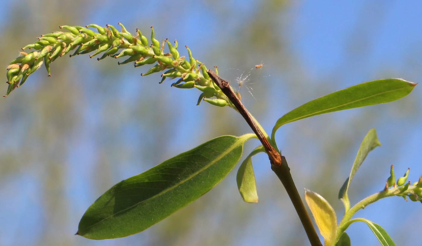 Image of genus Salix specimen.