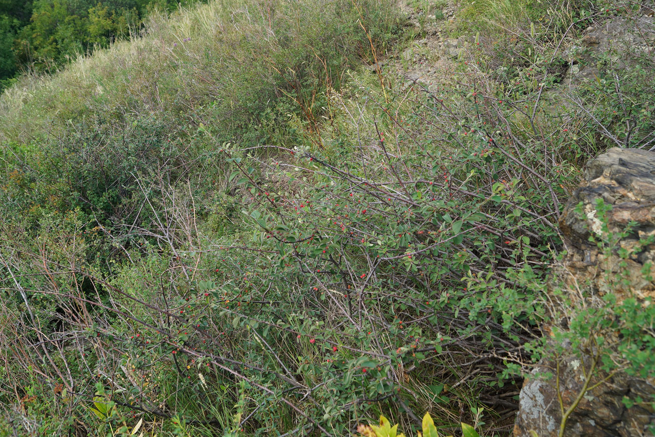 Image of genus Cotoneaster specimen.