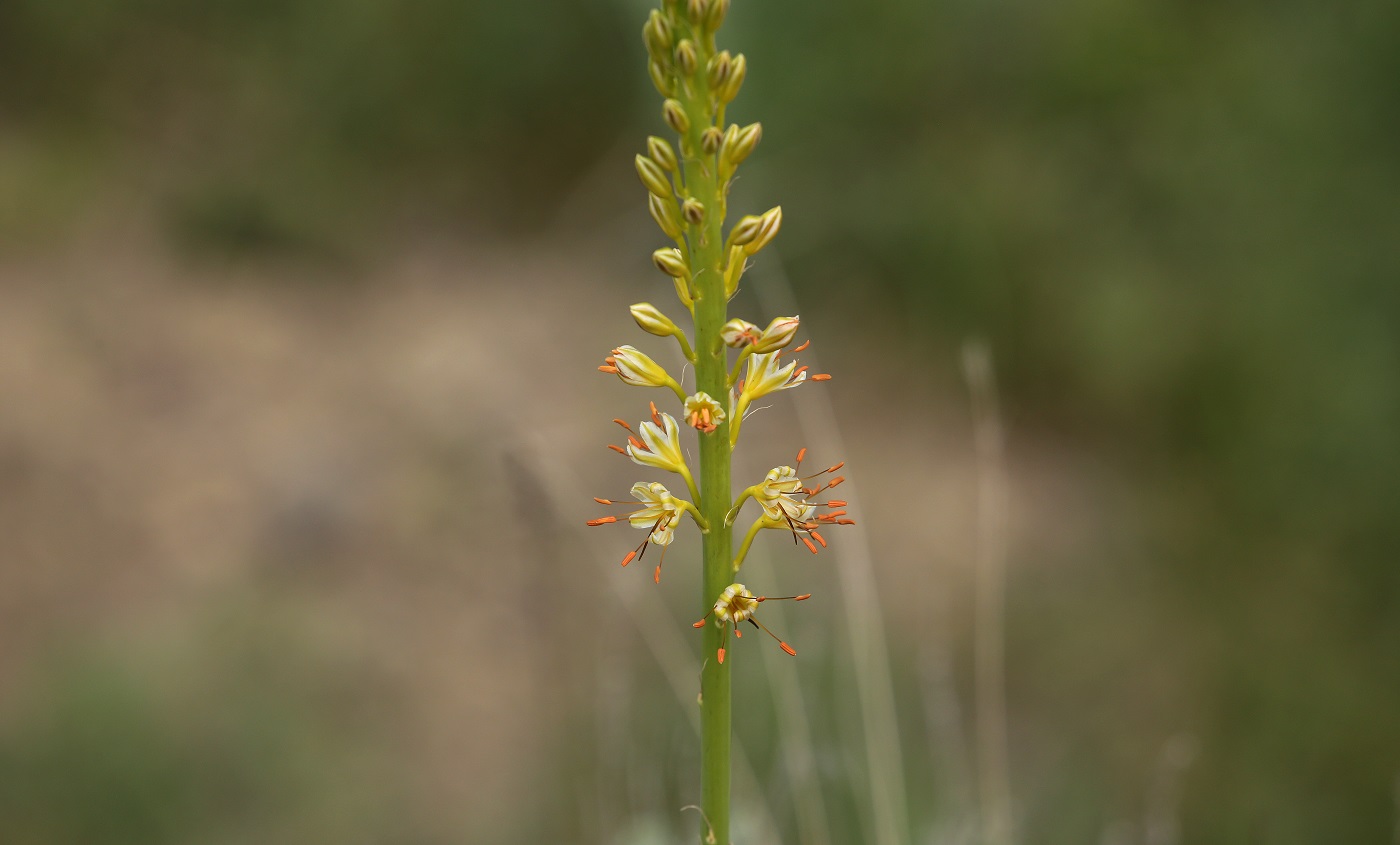 Image of Eremurus fuscus specimen.