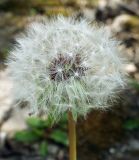 Taraxacum thracicum