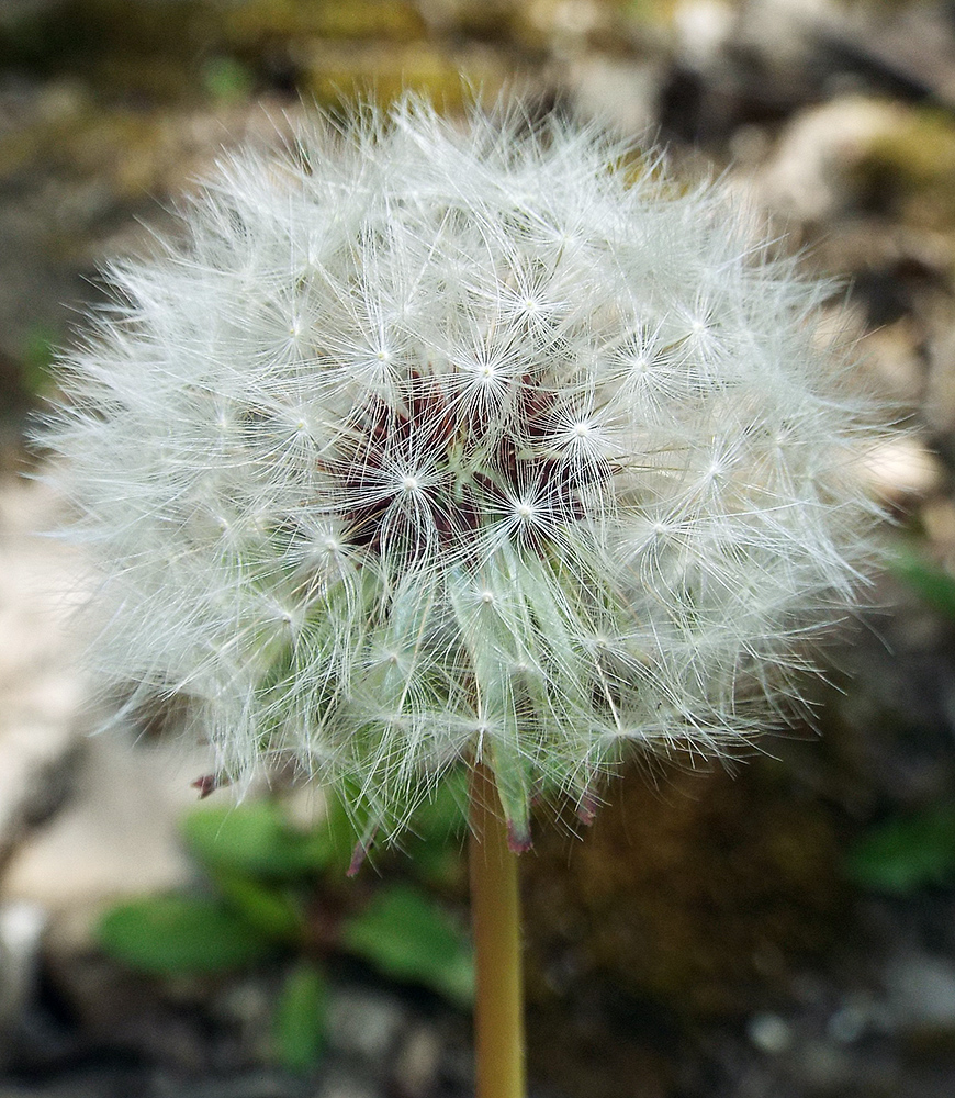 Image of Taraxacum thracicum specimen.