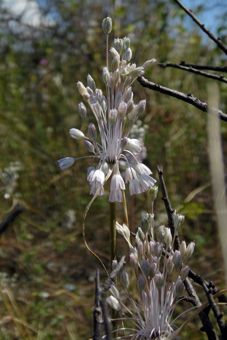 Image of Allium paniculatum specimen.