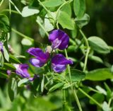 Lathyrus humilis. Часть побега с соцветием. Восточный Казахстан, г. Усть-Каменогорск, восточные окр., Лесхоз, склон сопки. 22.05.2018.