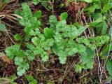 Thalictrum alpinum. Верхушки побегов (вид сверху). Магаданская обл., окр. г. Магадан, п-ов Старицкого, кустарничково-моховая тундра. 09.07.2011.