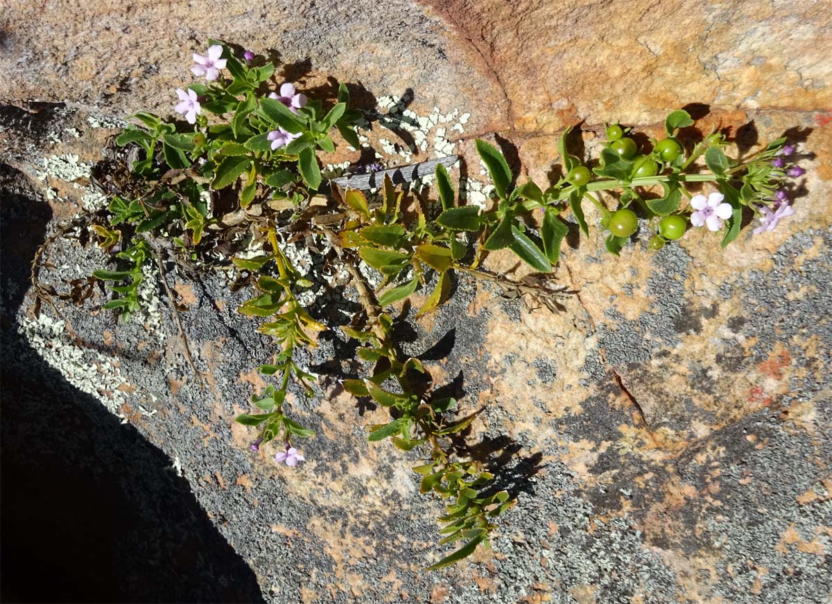 Image of Teedia lucida specimen.