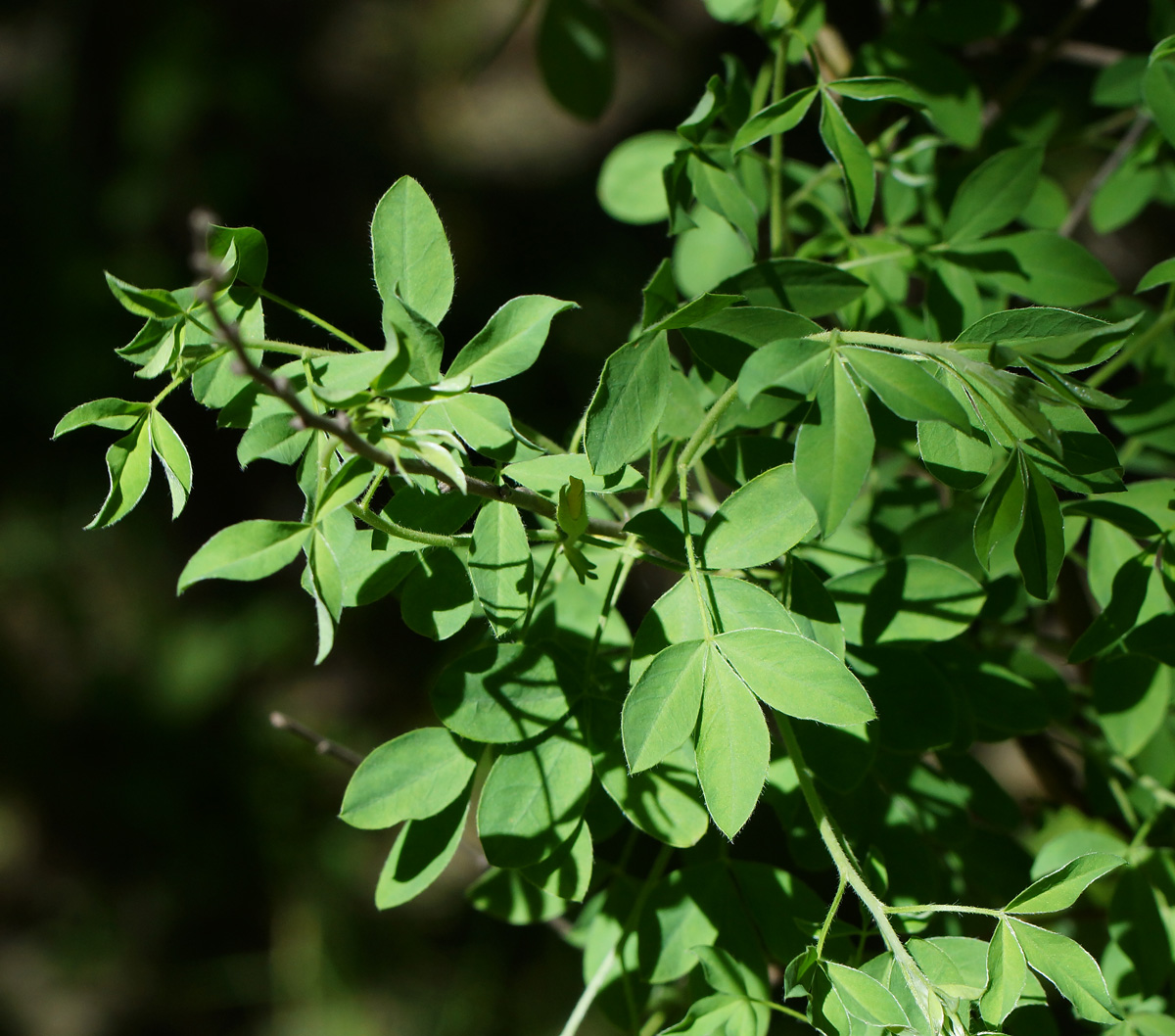 Изображение особи Chamaecytisus ruthenicus.