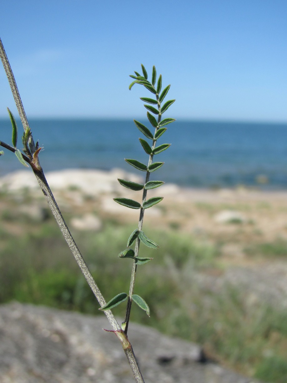 Image of genus Astragalus specimen.