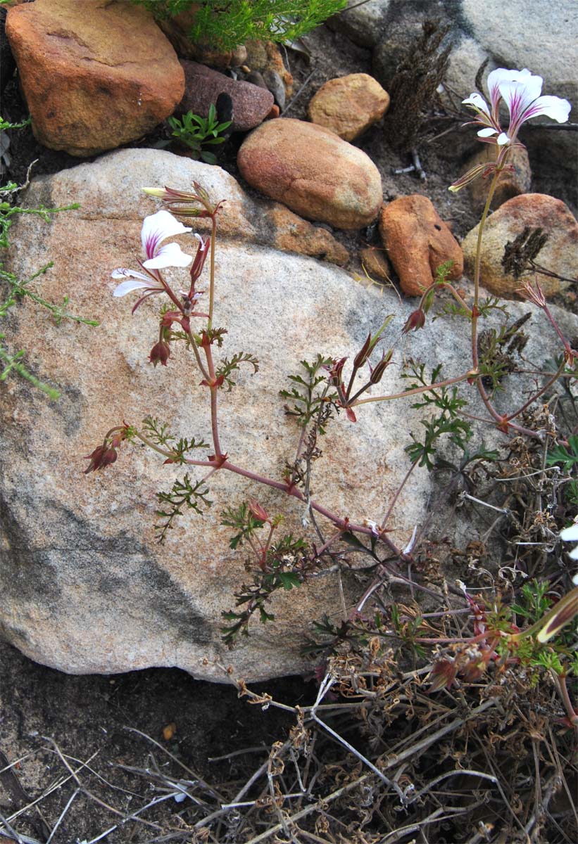 Изображение особи Pelargonium myrrhifolium.